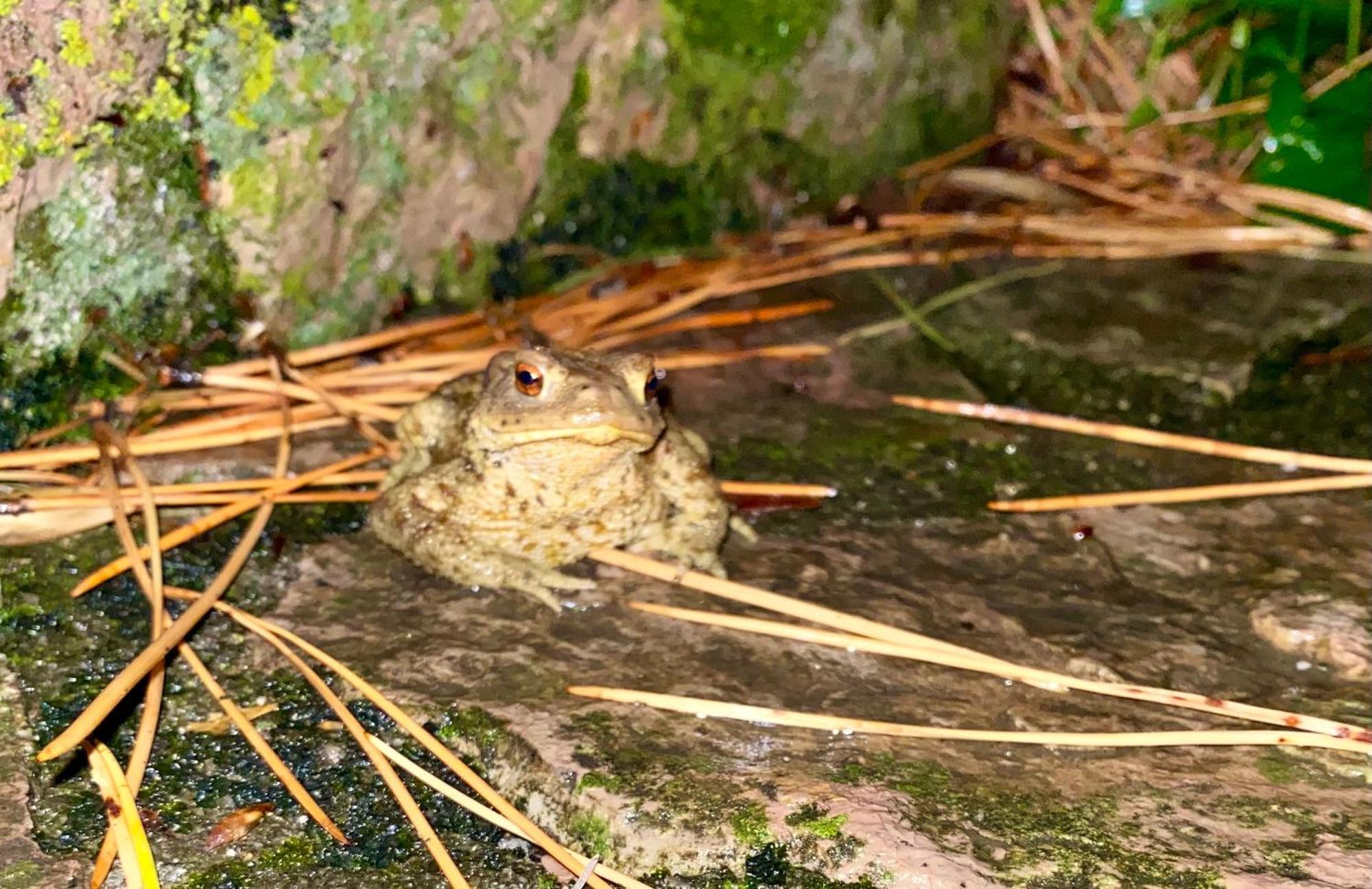 La Ginestra B&B Fosdinovo Zewnętrze zdjęcie